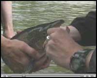 Socit de guides au saumon - Fly Fishing Salmon gaspesie gaspsie qubec canada  gaspesie - quebec
